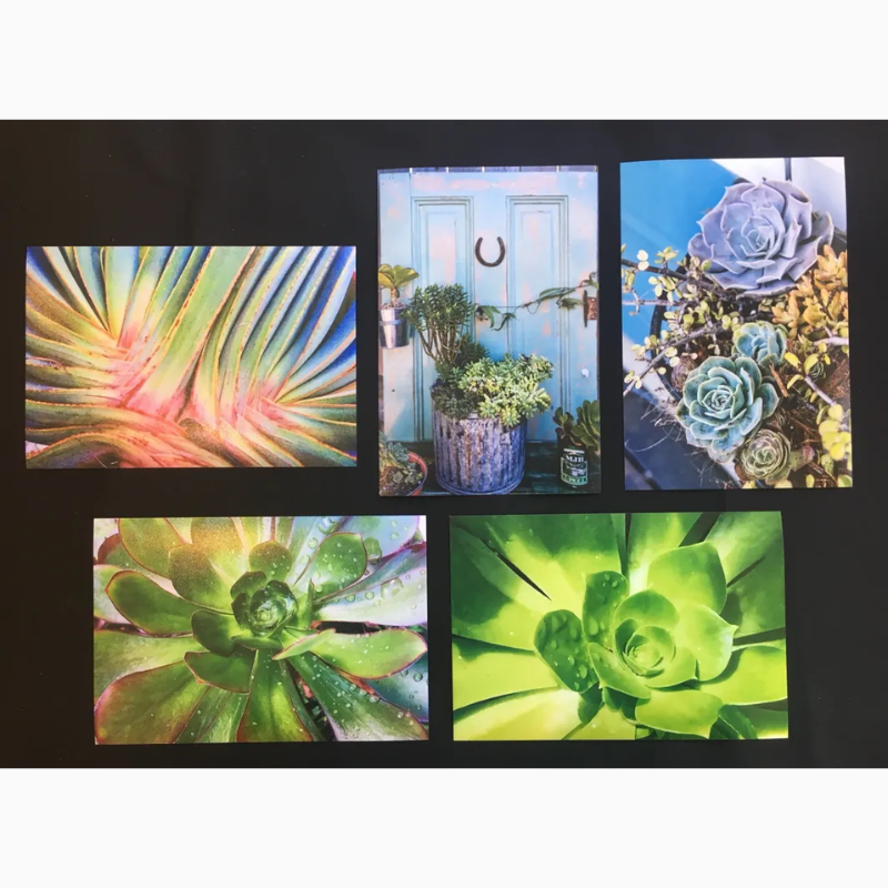 Boxed Art Greeting Cards, Portola Succulents